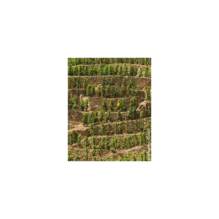 COTE ROTIE LA LANDONNE 2021 VINS GUIGAL