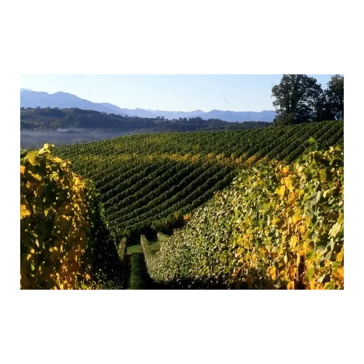 CHANT DES VIGNES JURANCON SEC DOMAINE CAUHAPE PAR HENRI RAMONTEU