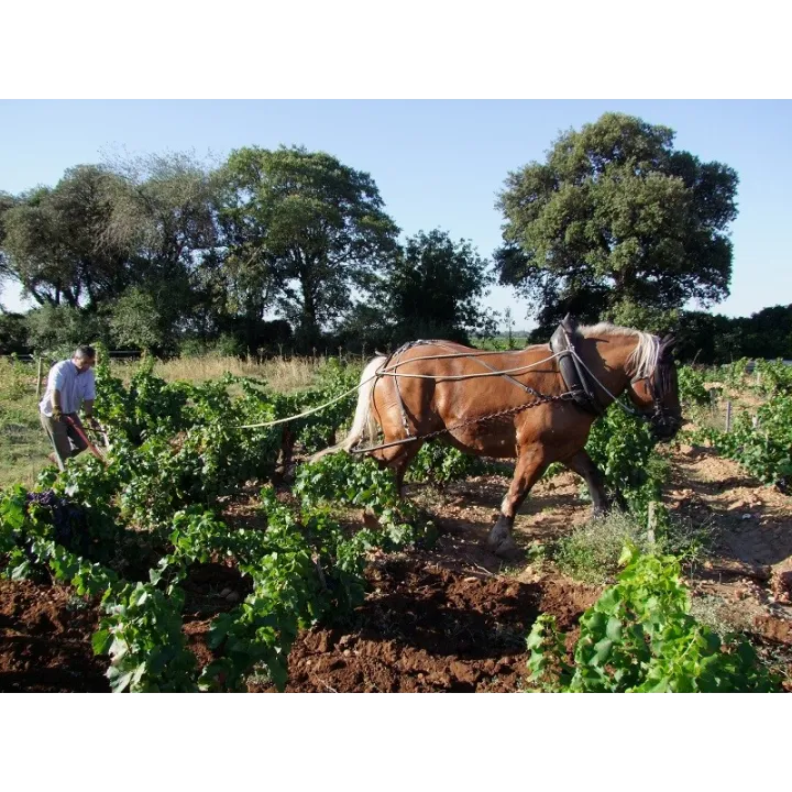 Châteauneuf du Pape rouge Caboche