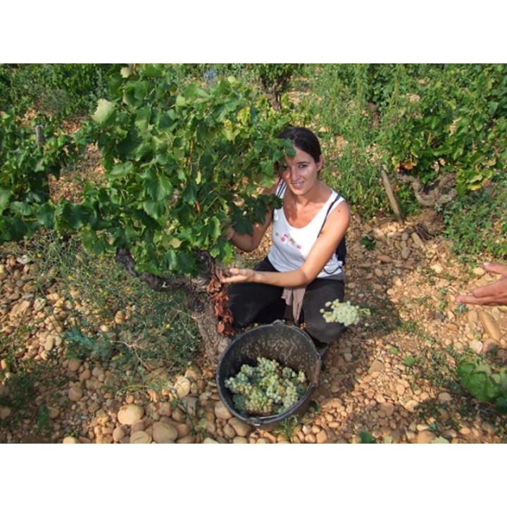 achat de vin rouge Le Petit Caboche Vin de Pays du Vaucluse