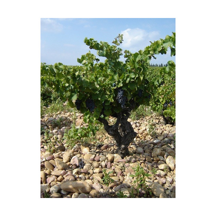 achat de vin rouge Le Petit Caboche Vin de Pays du Vaucluse