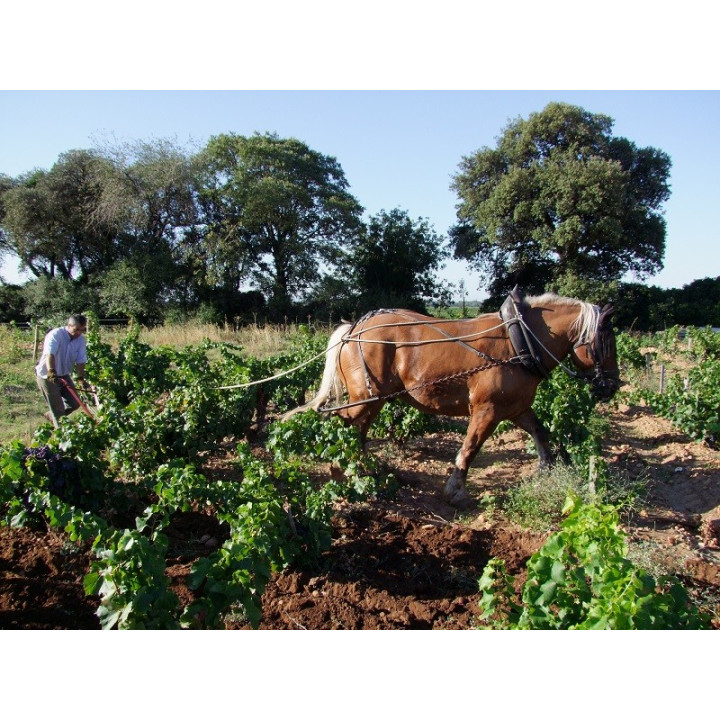 Le Petit Caboche rosé Cotes du Rhone