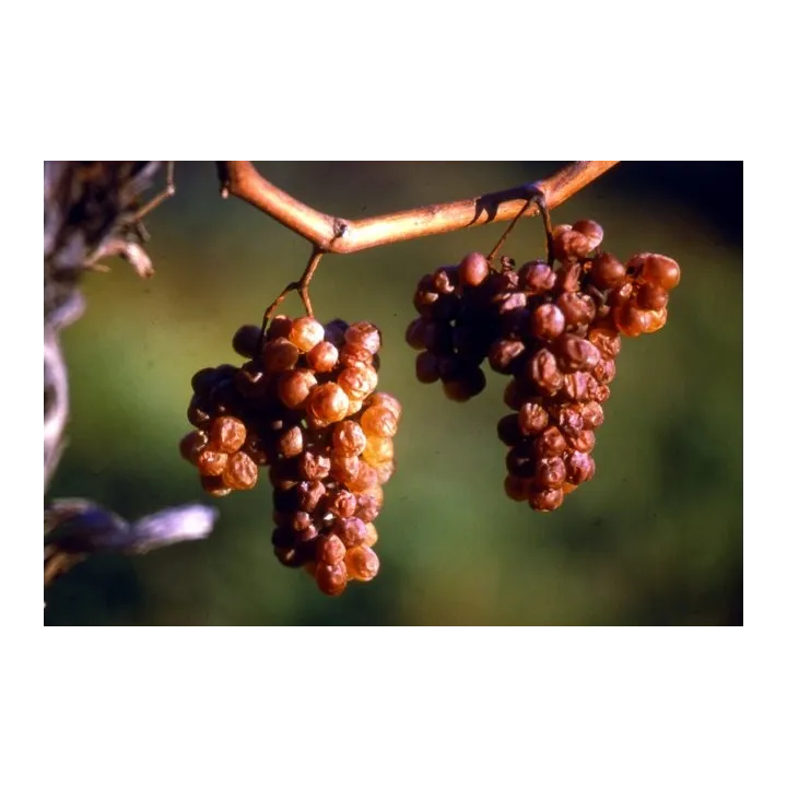 Acheter vin blanc Jurançon Symphonie de Novembre Domaine Cauhape
