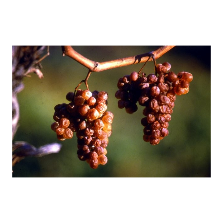 Symphonie de Novembre Jurançon domaine Cauhape par Henri Ramonteu