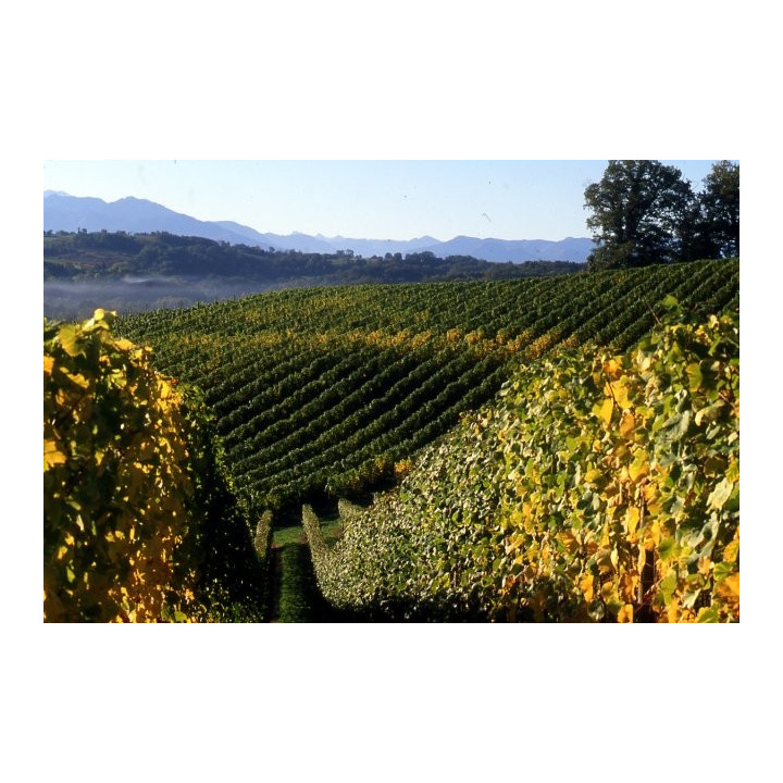 Symphonie de Novembre Jurançon domaine Cauhape par Henri Ramonteu