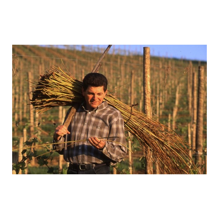 Symphonie de Novembre Jurançon domaine Cauhape par Henri Ramonteu