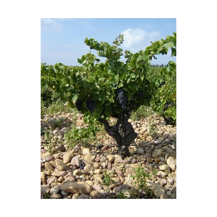 elisabeth chambellan chateauneuf du pape