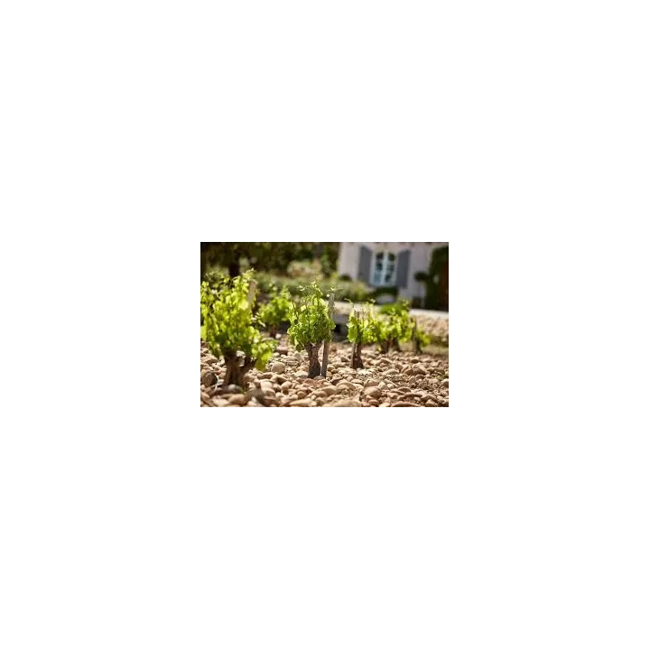 CHATEAUNEUF DU PAPE CHATEAU DE BEAUCASTEL rouge FAMILLE PERRIN