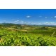 Château ESTANILLES Clos du Fou 2017 Faugères Vin Biologique Rouge du Languedoc