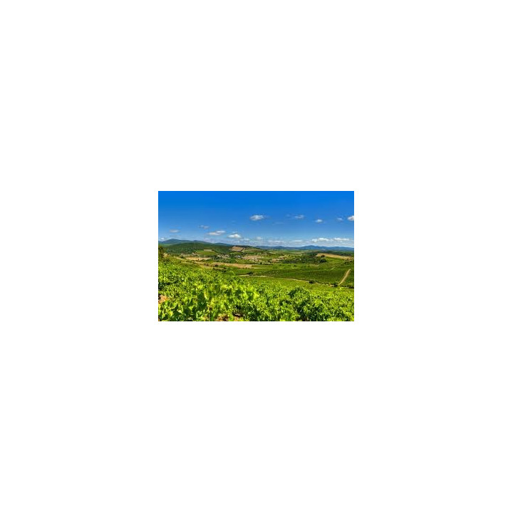 achat vin rouge BIO faugères Château ESTANILLES Clos du Fou 2019 Vin Rouge