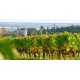 Vin de Buzet Baron d'Ardeuil Vieilles Vignes Vin Rouge du Sud-Ouest