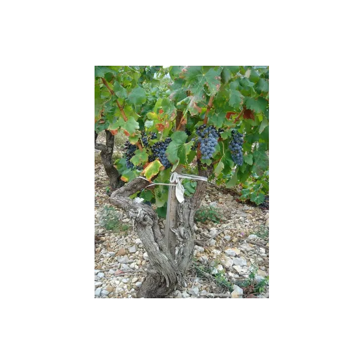 achat LE CLOS DES FEES par Hervé Bizeul Côtes du Roussillon Villages