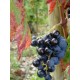 CLOS DES FEES par Hervé Bizeul Côtes du Roussillon Viellles vignes