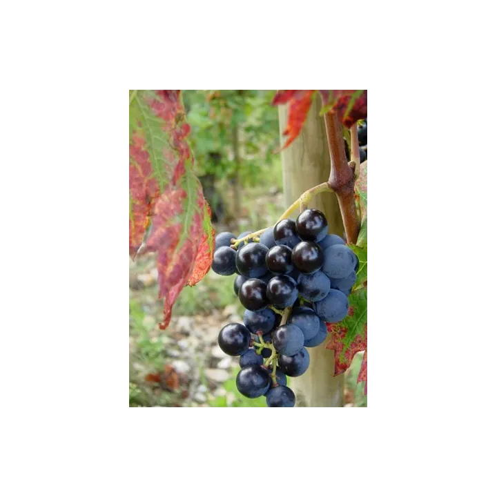 CLOS DES FEES par Hervé Bizeul Côtes du Roussillon Viellles vignes