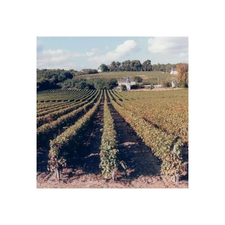achat de vin rouge Saint Nicolas de Bourgueil Audebert vin d eloire