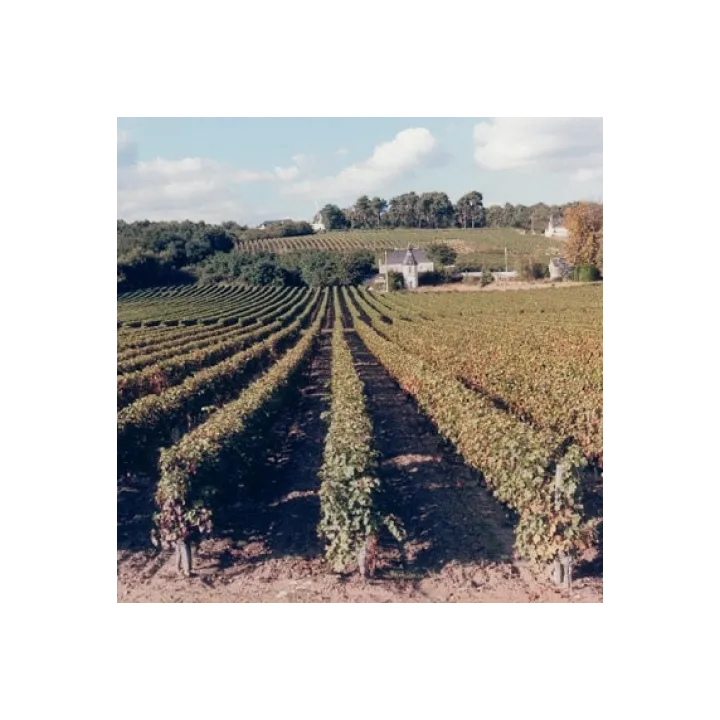 Acheter vin Chinon Domaine Audebert et Fils