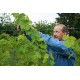 GEWURZTRAMINER HEITZ  Vin Biologique d'Alsace 75 cl