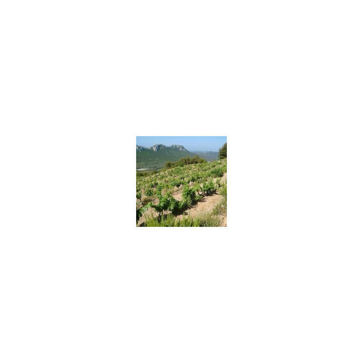 BANDOL TEMPIER Cuvée La MIGOUA 2021 75 cl