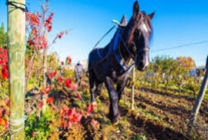Les animaux dans la vigne