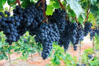 Le Cépage Malbec